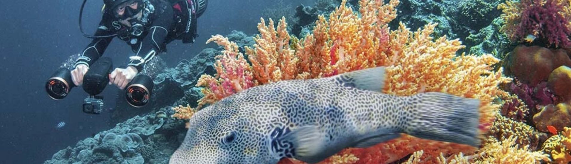 Sublue Taucher vor Riff mit Fisch