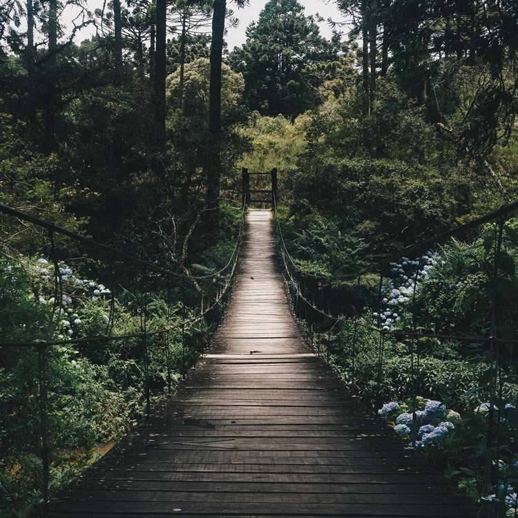 Bild mit Holbrücke im Wald 